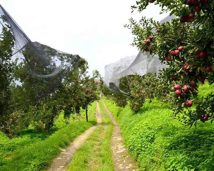 stokes-farm-kotgarh-the-apple-crest